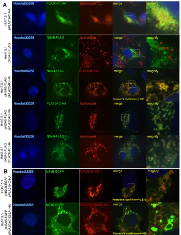 FIG 7 Colocalization of PLA2G4C and NS4B. (A) Huh7.5.1 cells were transfected with the plasmids pPLA2G4C-HA and/or pNS4B-FLAG and stained byindirect immunoﬂuorescence with anti-HA and anti-FLAG primary antibodies
