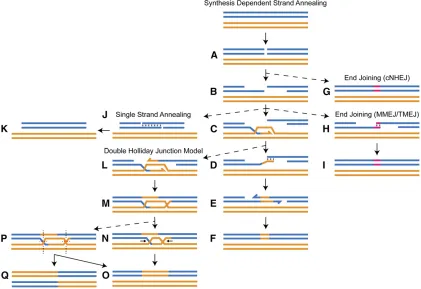 Figure 1 DSB repair strategies. Blue, double-stranded DNA (dsDNA) molecule; orange, dsDNA template (sister chromatid or homologous chromosome).segment)