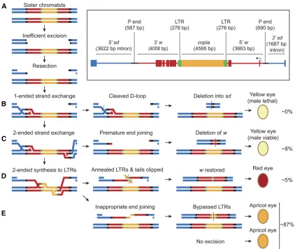 Figure 3 Therepresentations of the construct on two sister chromatids in the male germline
