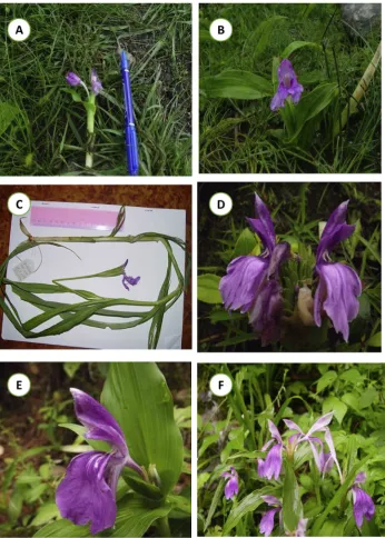 Figure 4. Frequency ofthe years 1913 ﬂowering records for the three examined Roscoea species overe2011 based on herbarium phenology records and direct ﬂoweringobservations.