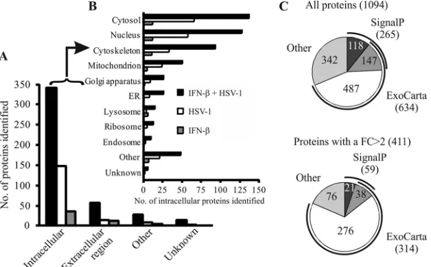 FIG 2 HSV-1 replication in human primary macrophages. (A) Herpesvirusproteins identiﬁed and quantiﬁed in the HSV-1-infected macrophage secre-tomes after 18 hpi