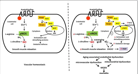Figure 7 Potential pathways and mechanisms underlying the enhancement of endothelial dysfunction in aged mice subjected tosepsis