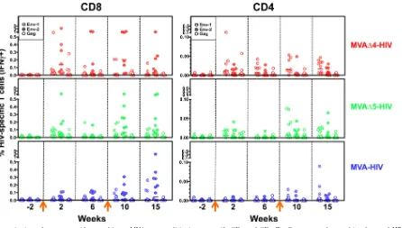 FIG 2 Immunization of macaques with recombinant MVA vectors elicits insert-speciﬁc CD8 and CD4 T cell responses that are biased toward HIV Env.Frequencies of CD8 (left) and CD4 (right) T cells stimulated by Env-1, Env-2, and Gag peptide pools were determin