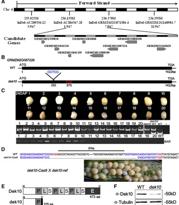 Figure 3 Map-based cloning and identigene. (C) The functional complementationtransgenic lines were hybridized to the ho-mozygous mutant ((B) Structure and mutation site of thepollinated (T2 lines)