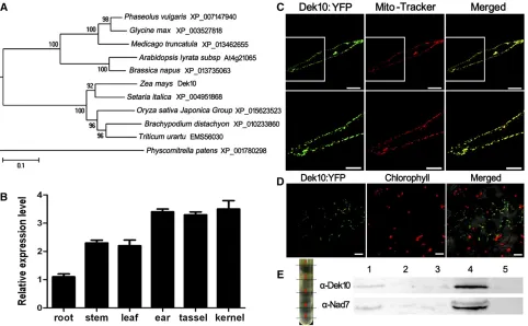 Figure 4 Phylogenetic analysis, expression pattern, and subcellular localization of Dek10