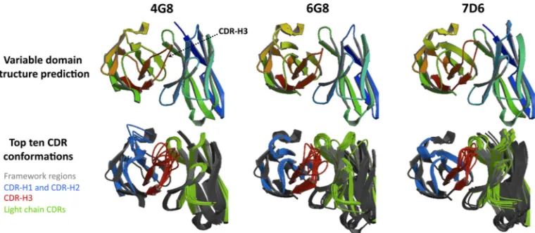 FIG 5 High-resolution structure prediction model shows similar conformation of the variable domains with variations in CDR-H3