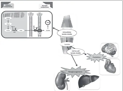 Figure 1 Schematic view of the intracellular lactate shuttle with the mitochondrial lactate oxidation complex and the cell-to-cell lactateshuttle (CCLS)