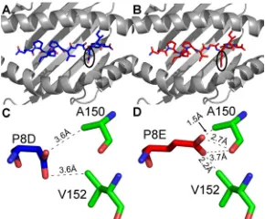 FIG 7 Modeled B3501-NY10 structure using the B3501-EPLPQGQLTAYcomplex (71). (A) HLA-B*3501 (shown in gray cartoon)-NPPIPVGDIY(shown in blue sticks), looking down at the MHC-binding groove