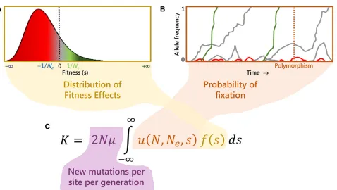 Figure 3 Molecular evolutionary rate (the rate at which new mutations enter the population per site per generation (see text for details)