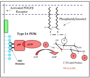 FIGURE 1.4  Type IA phosphoinositide 3-kinase: enzyme, substrate, and product engage the Tyr 740 and 751 residues on the PDGFphosphorylates its lipid substrate, phosphatidylinositol (4,5)-bisphosphate, at the D3 position producing phosphatidylinositol (3,4
