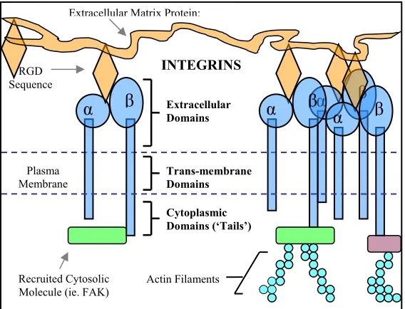 FIGURE 1.5  Integrin structure and function.  Integrins are heterodimeric surface receptors that are composed of non-covalently linked α and β subunits