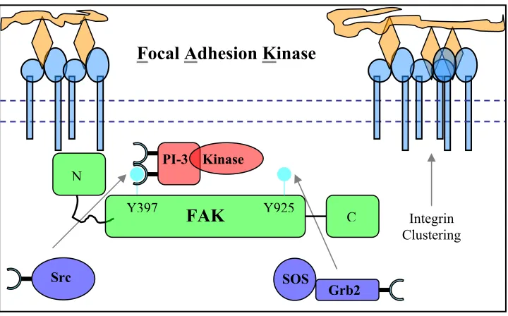 FIGURE 1.6  Integrin mediated signaling through FAK – Focal adhesion kinase interacts with the short cytoplasmic, integrin tail via its N-terminus domain and undergoes autophosphorylation at the conserved tyrosine 397 residue