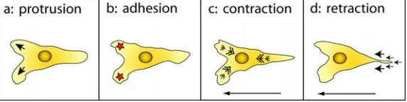 FIGURE 1.9  Cell migration is a cyclic crawling process.  On two dimensional surfaces, cells execute crawling-like motions to generate forward movement