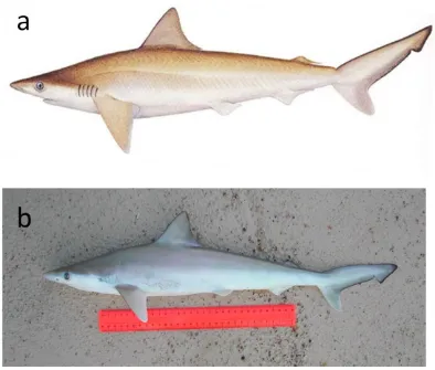 Fig. 3.2. (a) Rhizoprionodon taylori from Last and Stevens (2009) and (b) photo of R. taylori