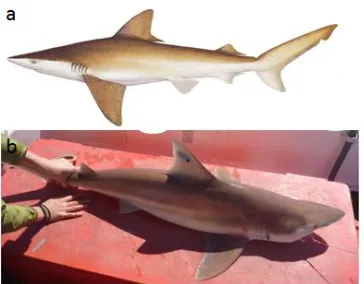 Fig. 3.3. (a) Carcharhinus fitzroyensis from Last and Stevens (2009), (b) photo of C. 