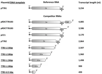 FIG 1 Schematic representation of the plasmids and DNA templates used for RNA syntheses