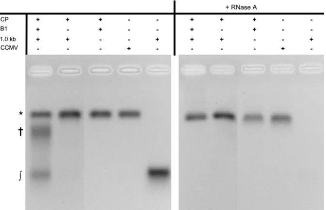 FIG 2 The incorporation of AF488 into B1 RNA (B1-488) has no effect on the assembly process