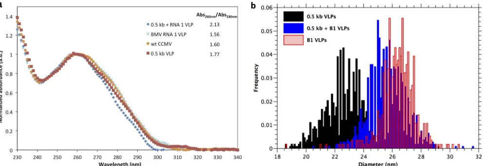 FIG 6 (a) The normalized UV-Vis spectra of VLPs from a competition experiment between 0.5-kb RNA and B1 show that the ratio of absorbances at 260 andconcentration of nucleotides in a capsid