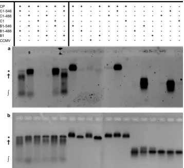 FIG 8 Negative-stain electron micrograph of VLPs containing a 4.0-kb-longRNA. There are two different sizes of spherical capsids and elongated particles.In competition experiments between B1 and a 4.0-kb RNA, about 5% of theparticles have axial ratios of �