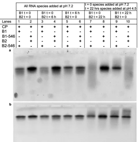 FIG 9 Relative packaging efﬁciency of ssRNAs as a function of length. The vertical bars represent the standard deviations