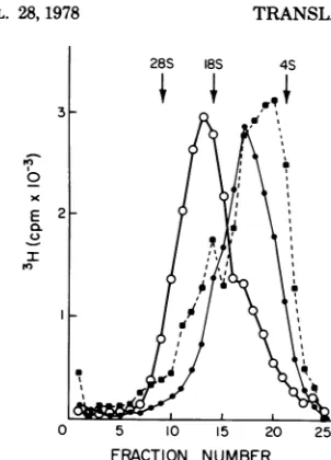 FIG. 7.presenceAdoMet.ATP,forreleasedmadeduringofmallyoftoand6increasingtoatedassociatedwheatandtionsarose.by was 12S normally phenolRNAPALS Stimulation of polypeptide synthesis in a germ cell-free translation system in response released 8 to 12S mRNA, vir