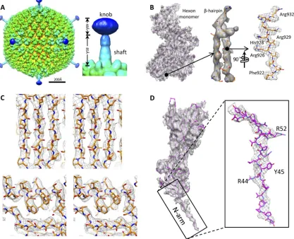 FIG 1 Cryo-EM structure of Ad5F35. (A) Overall structures (left) of the Ad5F35 virion ﬁltered at a 10-Å resolution along a 2-fold axis and zoomed-in view of