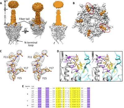 FIG 4 Fiber-penton base interaction. (A) Density maps of a penton base (gray) and a ﬁber (orange) segmented from our 4.2-Å-resolution structure of theAd5F35 virion (left and middle)