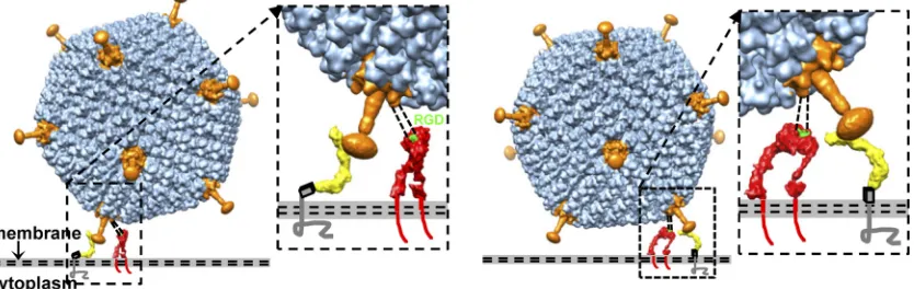 FIG 7 Model of the interaction between Ad5F35 and its receptors. The penton bases and the ﬁbers are in orange