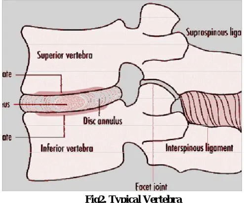 Fig. 1: The Spine 
