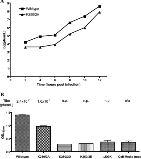 FIG 1 Analysis of infectious particle release. (A) Growth curve of the wild typecells were electorporated with RNA, and the media were collected at 8 h post-transfection