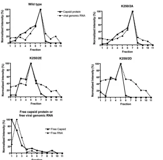 FIG 2 Rate-zonal gradient analysis of infected cell lysates. BHK cells were electroporated with in vitro-transcribed full-length RNA and hypotonically lysed at 8h posttransfection
