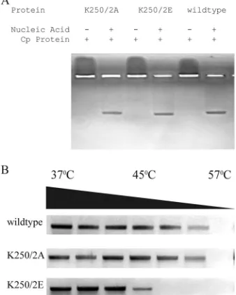 FIG 4 Agarose gel electrophoretic analysis ofsid protein was expressed and puriﬁedall assemble into core-like particles in a nucleic acid-dependent fashion