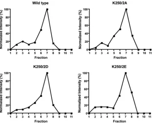 FIG 5 Rate-zonal gradient analysis of cells transfected with a mammalian expression vector producing capsid protein