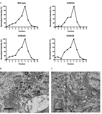FIG 6 Analysis of cells transfected with Sindbis replicon expressing the capsid. BHK cells were electroporated withwere hypotonically lysed at 8 h posttransfection