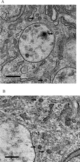 TABLE 1 Rate zonal gradient analysis of cell infected with Sindbis viruscontaining mutations in both capsid and cdE2a