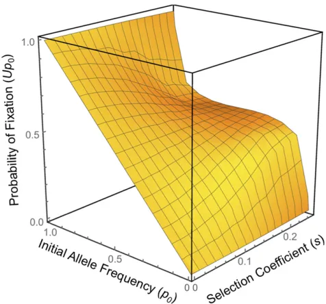 Figure 4 Probability of ultimateprobability that a rare allele reachesﬂ1 +pthe surface steepens relative to the neutral edge at( ﬁxation (Up0) of an allele, initial frequency0, subject to symmetric ﬂuctuating selection (aA0.1/aa0.1 = aa0.2/aA0.2 = s) in a 