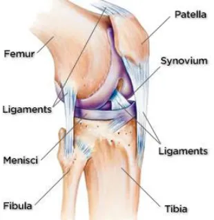 Fig. 2.  Description of Normal Knee Anatomy 