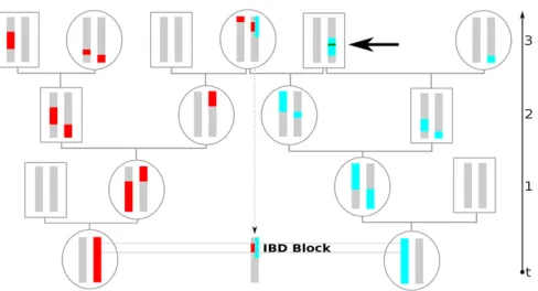 Figure 1 Example of an IBD block co-inherited from a common ances-tor three generations back