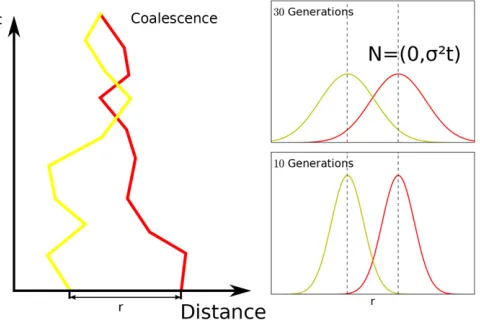Figure 2 Diffusion model visualized in one spatial dimension. OurAppendix A). Right panel: In our model, the probability density func-tion of having moved distanceout as a Gaussian distributionchance that they coalesce every time they come close, which is 
