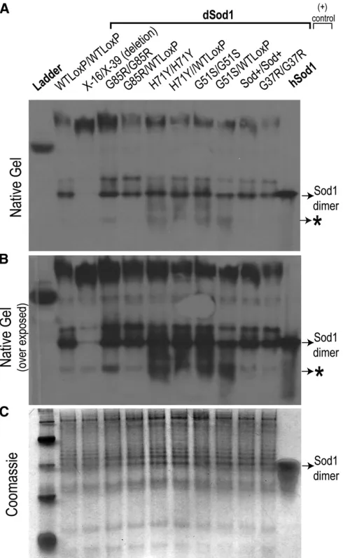 Figure 7 Altered conformations of dSOD mutant protein. (A) Analysis bynative-PAGE dSOD blot and (B) the same gel over exposed show bandsconsistent with dSOD dimer present on the gel in all genotypes exceptnull