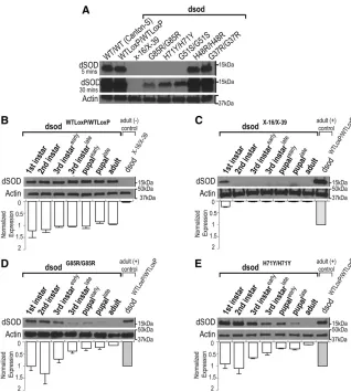 Figure 8 Expression of mutant dSOD is diminishedblot. dSOD protein levels were assessed throughoutdevelopment and (B) constant dSOD levels wereobserved in dsoddsodto wild-type Canton-S orprotein is detectable at low levels through pupalUpon overexposure, a