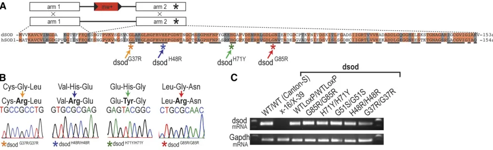 Figure 1 ALS-associated mutations introduced intolengthred, G85R (GGCing chromatograms con dsod