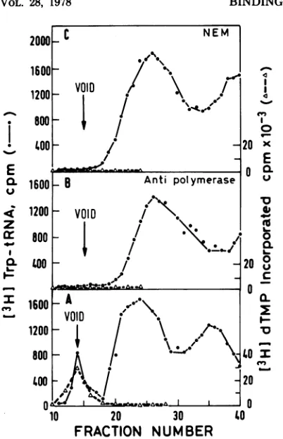 TABLE 1. Inactivation rates of temperature-sensitive ASV DNA polymerases
