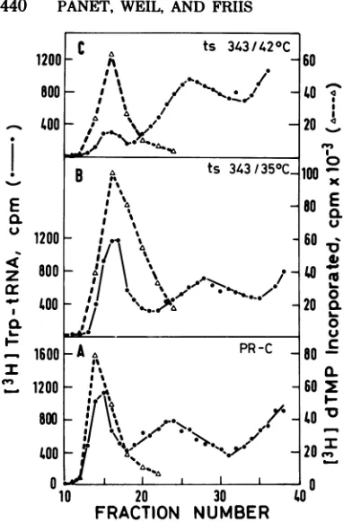 FIG. 5.activitiescarried(C)at 420C trp-tRNA binding and DNA polymerase in LA 343. Binding of [3HJtrp-tRNA was out as described in the text