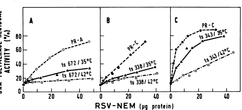 FIG. 7.fourTris-hydrochloride Neutralization inhibition ofDNA polymerase in RSV ts mutants
