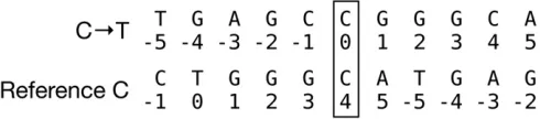 Figure 1. There are 16 possible dinucleotides at the 1, 2 posi-