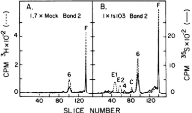 FIG. NUMBERparticlesprelabel;followedresisrationofrationbromophenol(C) virus virus 1.7x was as as of peak
