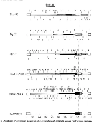 FIG. 5.BglDNASimilarly,sequencesthosesameinstead Analysis of crossover points in the recombinant Bxl(28), using restriction endonucleases EcoRI, II, Hpa I, HindIII plus Hpa I, and Kpn I plus Xba L HSV-1 physical maps are shown above, whereas of HSV-2 are s