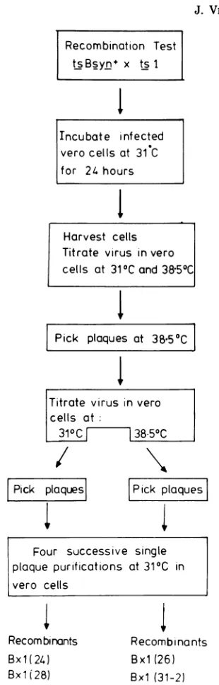 FIG.1.from Isolation of HSV-1/HSV-2 recombinants the genetic cross (ts B syn+ x ts 1).