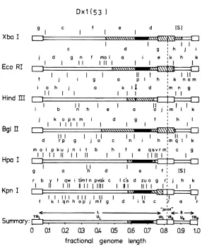 FIG. 3.,.HindIII,mapsHindIIIorientationDNAabove,unpublished11 physical DNA Analysis ofthe crossover points in recombinant Dxl(53), using six restriction endonucleases